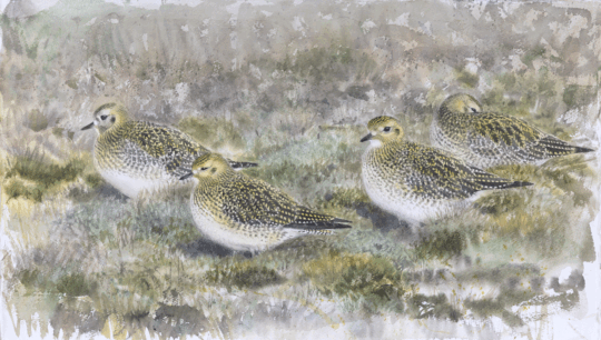 De sista ljungpiparna